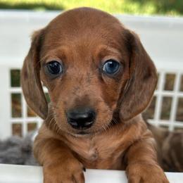 Maisie - Dapple female Dachshund puppy in Thornton, Colorado from Donna’s Dachshunds
