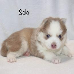 Solo - Lavender male Pomsky puppy in Denham Springs, Louisiana from Bayouland Pomskies
