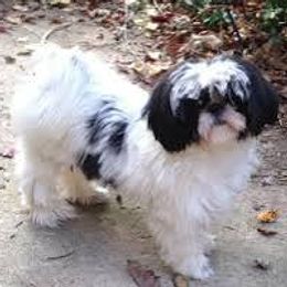 Mal-Shis, Maltese, and Shih Tzus from Natalie's Happy Fur Paw Shih-Tzues and More