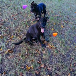 Lola (Orange) - Black female German Shepherd puppy in Bedias, Texas from TiPi S Ranch's German Shepherds