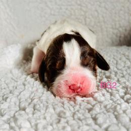 BG2 - Liver white and tan female English Springer Spaniel puppy in Britton, South Dakota from K&S Canines