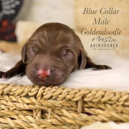 Blue collar - Chocolate male Goldendoodle puppy in Plattsburgh, New York from Adirondack Poodles Goldendoodles,Bernedoodles & Schnoodles
