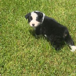 Orion - Black tri-color male Australian Shepherd puppy in Bethlehem, Connecticut from Montanna Sage LLC
