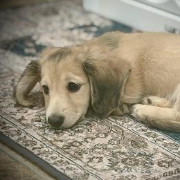 BODIE (2700 RTG) - Cream male Dachshund puppy in Ville Platte, Louisiana from Cajun Pawfection