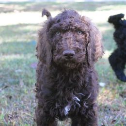 Ericka - Chocolate Labradoodle puppy in Lanexa, Virginia from Lees Reach Farm
