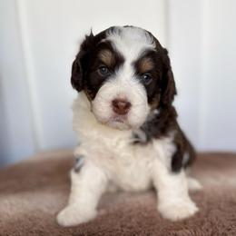 Green Boy - Brown and white male Bernedoodle puppy in Lacey’s Spring, Alabama from Daisy's Doodles
