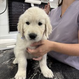 Mr Blue - Light golden male Golden Retriever puppy in Myakka City, Florida from MC Goldens