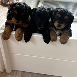 Aussiedoodle Puppies from Just Wright Doodles