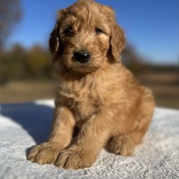 Greg - Apricot male Goldendoodle puppy in Osage City, Kansas from Golden Ridge Goldens
