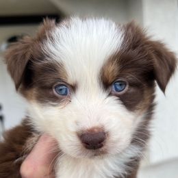 Tinker Bell - Australian Shepherd puppy from Perfect Companion Aussie's