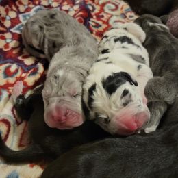 Great Dane and Yorkshire Terrier Puppies from Chuck City Danes