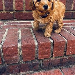 Cavapoo, Havapoo, and Poodle Puppies from West Cobb Dogs