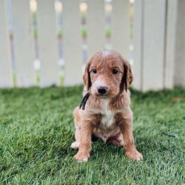 Stetson - Cream male Labradoodle puppy in Elizabeth City, North Carolina from Howdy Doodles