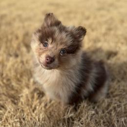 Ikaikoa - Cream male Companion Cross puppy in Willow Spring, North Carolina from GTBBF Pomeranians