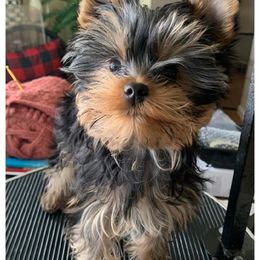 Yorkshire Terrier Puppies from Chikito's Yorkies