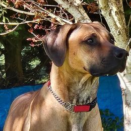 Rhodesian Ridgebacks from Denise Matuszewski