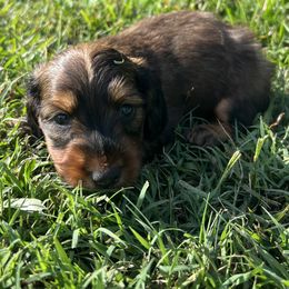 Boy 3 - Red male Dachshund puppy in Gilbert, South Carolina from Gena’s Dachshunds