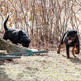 Rottweiler and Shetland Sheepdog Puppies from Mountain High Kennels