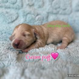 Cream puff - Cream female Dachshund puppy in New Mexico from Long Dog Ranch