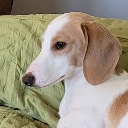 Buddy - Dachshund