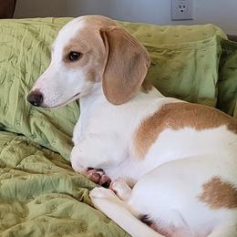 Buddy - Dachshund