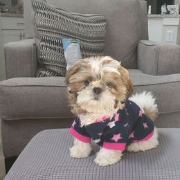 Shih Tzu Puppies from Meihem Pups