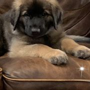 Leonbergers from Front Range