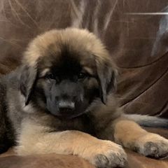 Leonbergers from Front Range