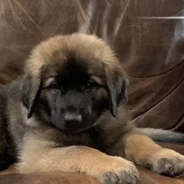 Leonbergers from Front Range