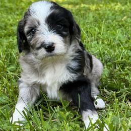 Chase - Blue merle male Aussiedoodle puppy in Churchville, New York from Bluebird Family Farm