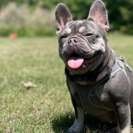 French Bulldogs from Mr. T’s Frenchies