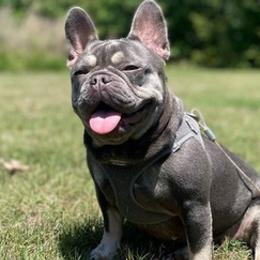 French Bulldogs from Mr. T’s Frenchies