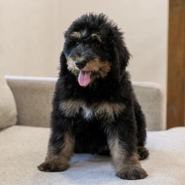 Gilbert Blythe - Phantom male Bernedoodle puppy in Eureka, Illinois from Joley Aire Family Dogs