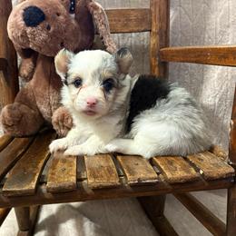 Ava-full fluffy - Blue merle and white female American Corgi puppy in Decatur, Texas from Bar S Corgis
