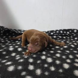 Fox Red Boy 1 - Yellow male Labrador Retriever puppy in Williamsburg, Pennsylvania from River View Labradors