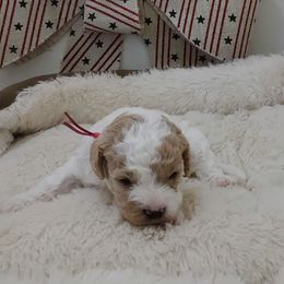 Aurora pink - Tri-color female Cavapoo puppy in Casa Grande, Arizona from Curls and Camo Pups