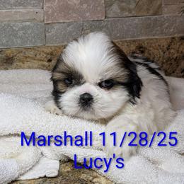 Marshall - Gold and white male Shih Tzu puppy in Clyde, North Carolina from Shawgo Pups