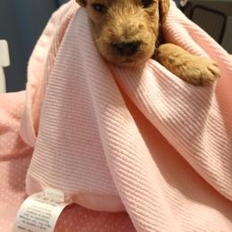 Black - Apricot male Poodle puppy in Big Rapids, Michigan from Meeker's Ridge Standard Poodles