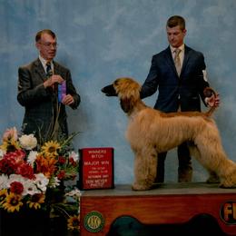 Afghan Hound All Grown Up from Kominek Afghan Hounds