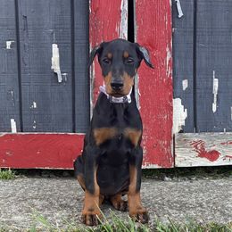 Era - Black and rust female Doberman Pinscher puppy in Blanchester, Ohio from Battle Creek Dobermans