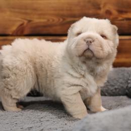 Puppy 2 - Cream female Chinese Shar-Pei puppy in Sherman, Texas from SNK Shar-Pei