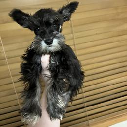 Girl 2 - Black and silver female Miniature Schnauzer puppy in Center Ridge, Arkansas from J Bar B Kennels
