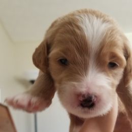 Goldendoodle Puppies from Masondixondoodles