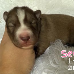 Sedona - Red and white female Siberian Husky puppy in Florence, Kentucky from Moonlight Howl Huskies