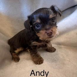 Andy - Chocolate and tan male Yorkshire Terrier puppy in Goode, Virginia from Glass Hill Yorkies