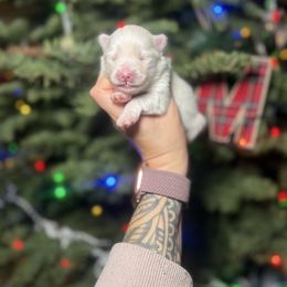 Pearl - White female Pomsky puppy in Coos Bay, Oregon from Ocean View Pomskies
