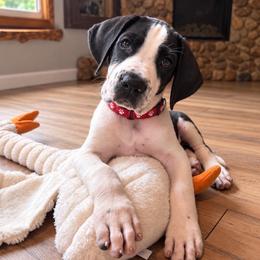 Puppy 1 - Mantle male Great Dane puppy in Ocala, Florida from Oak Haven Great Danes