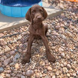 Copper Solid Liver - Liver male German Shorthaired Pointer puppy in Banning, California from ⭐🦆 So Cal on Point GSP'S🇺🇲🇩🇪 lg