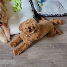 Lucky - Goldendoodle