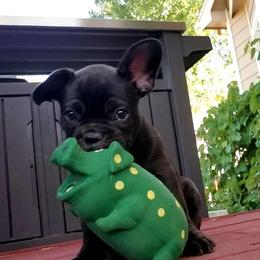French Bulldogs from NOCO French Bulldogs